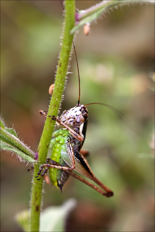 _MG_7210 copie.jpg